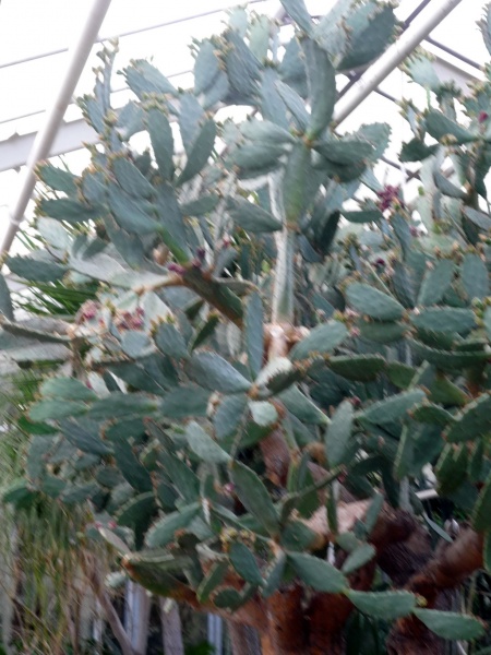 Datei:Koln Flora Wuest 423-kh.jpg