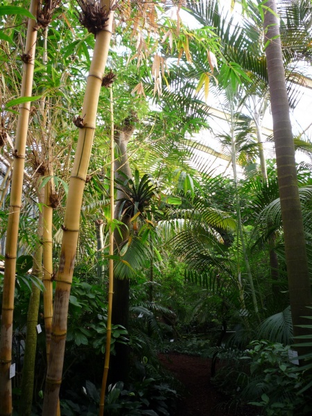 Datei:Köln Flora Tropen-Gewächshaus 413-h.jpg