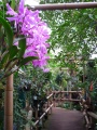 Koeln Flora Tropenhaus 415-h.jpg