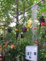 Koeln Flora Tropenhaus 417-h.jpg