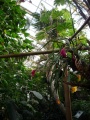 Koeln Flora Tropenhaus 419-h.jpg